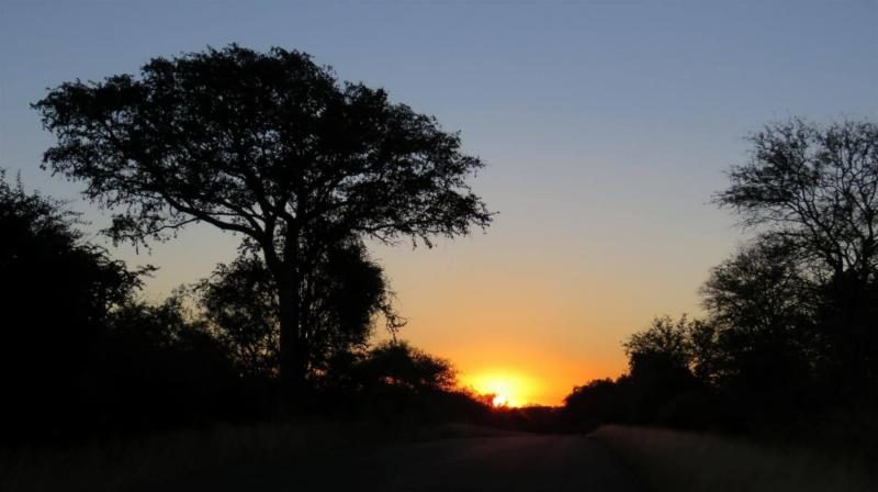 Sun setting behind acacia trees at the end of a bushveld road
